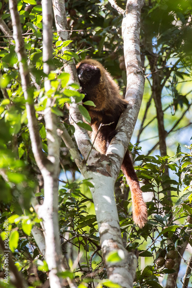 Fototapeta premium Masked titi monkey photographed in Domingos Martins, Espirito Santo. Southeast of Brazil. Atlantic Forest Biome. Picture made in 2013.