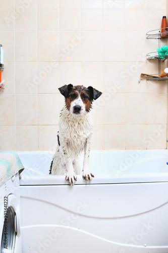 A cute dog taking a bath with his paws up on the rim of the tub
