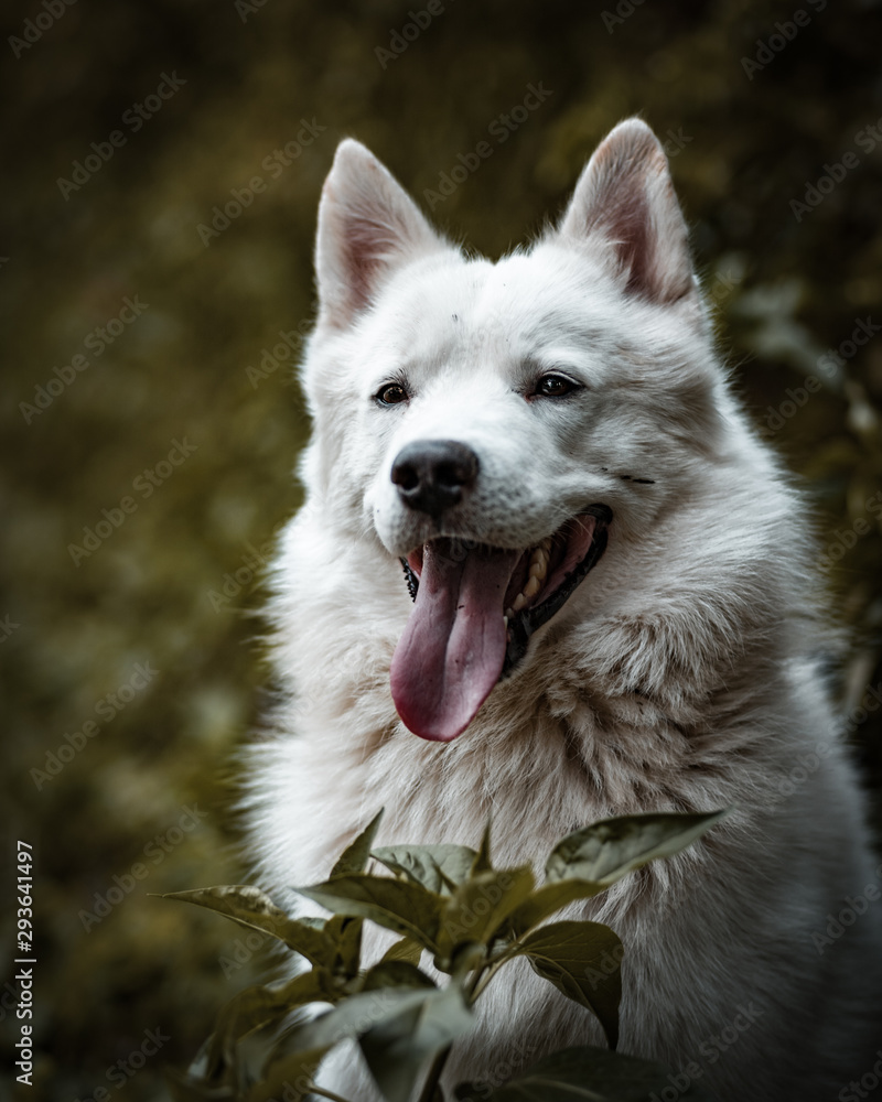 samoyedo de frente samoyedo de frente