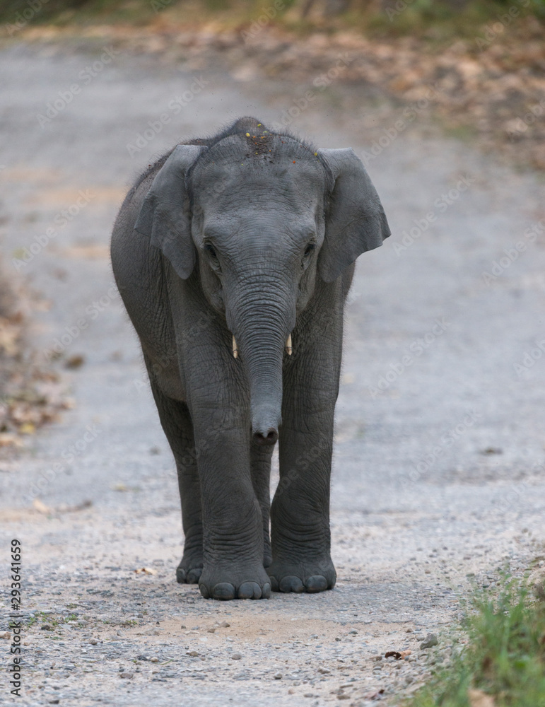 Fototapeta premium Elephant baby on the main road in Jim Corbett National Park,India