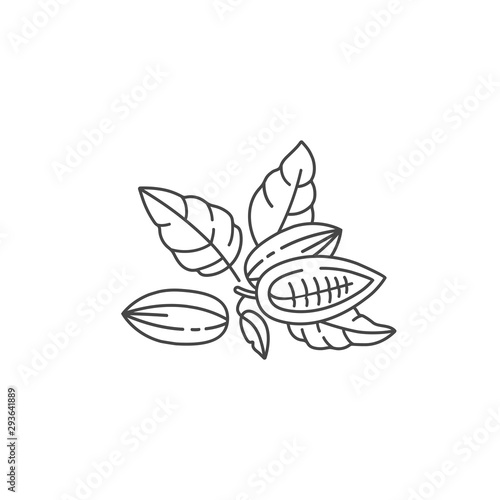 Vector illustration of cocoa beans. Linear style icon. Chocolate cocoa beans.