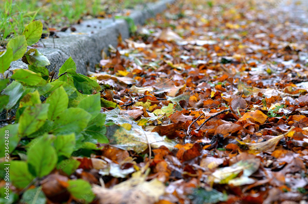 Herbstblätter am Bordstein am Straßenrand einer Straße Herbstblätter am Bordstein am Straßenrand einer Straße