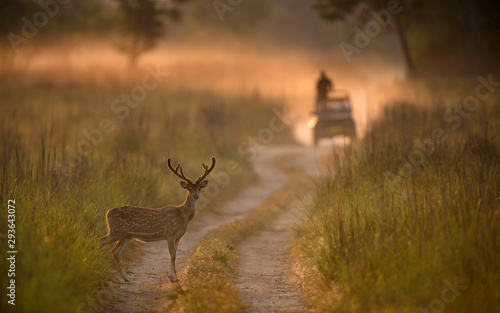 Spotted Deer on the forest trail in Jim corbett National park,India