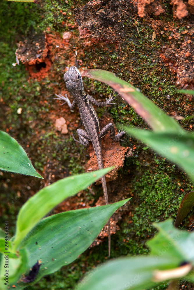 Obraz premium Amazon Lava Lizard photographed in Domingos Martins, Espirito Santo. Southeast of Brazil. Atlantic Forest Biome. Picture made in 2013.