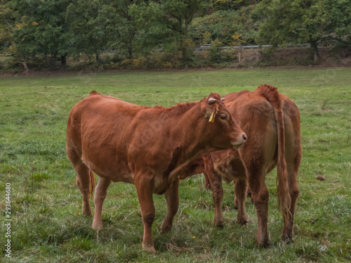 two brown cows on a green meadow