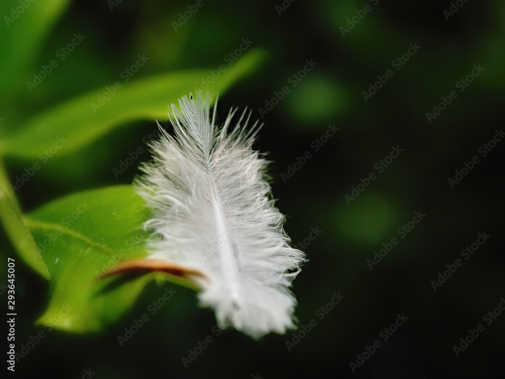 a white little feather hangs on a green leaf.