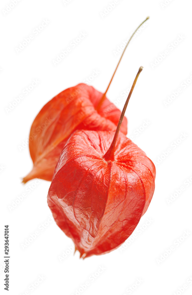 Physalis fruit isolated on white background Physalis fruit isolated on white background