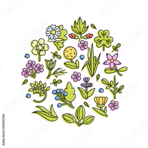 Vector colorful set design templates and emblems - healthy herbs and spices. Different medicinal, cosmetic plants. Logos in trendy linear style. photo