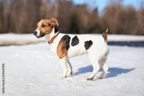 Young Jack Russell terrier walking on melting snow covered river during sunny spring day