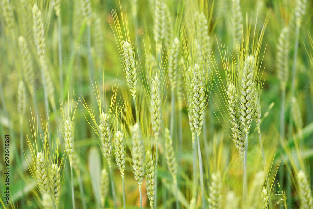Unripe green wheat, closeup on ears, with more blurred in background Unripe green wheat, closeup on ears, with more blurred in background