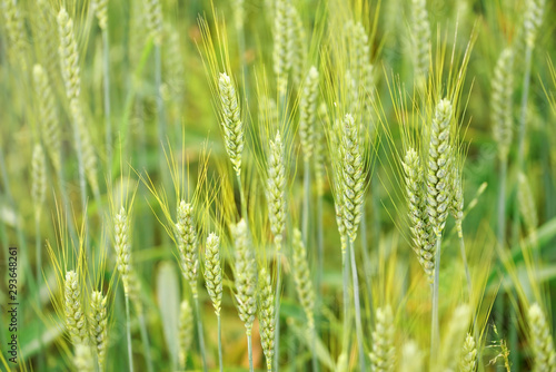 Unripe green wheat  closeup on ears  with more blurred in background