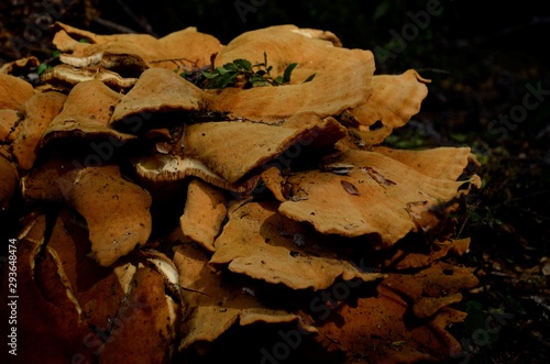 mushrooms in the forest