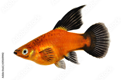 High Fin Red Wag Platy Xiphophorus Maculatus Mickey Mouse Platy aquarium fish