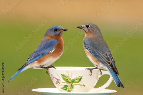 A pair of Eastern Bluebirds at a teacup feeder on a dreary winter day. © Melody Mellinger