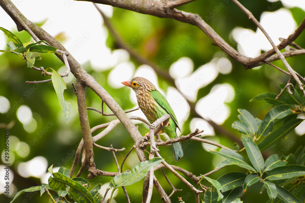 Barbet bird perched on branch isolated on nature background Barbet bird perched on branch isolated on nature background
