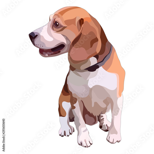 Brown beagle