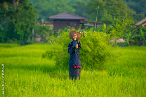 Farmers and green rice in Myanmar,Local farmer work in the paddy field.