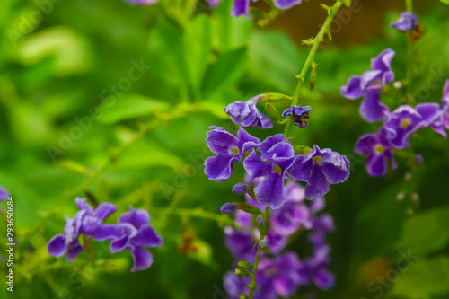 Wallpaper Mural Purple flowers isolated with nature background. Torontodigital.ca