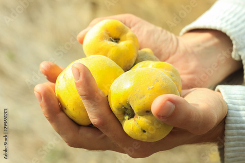 fruits in hands