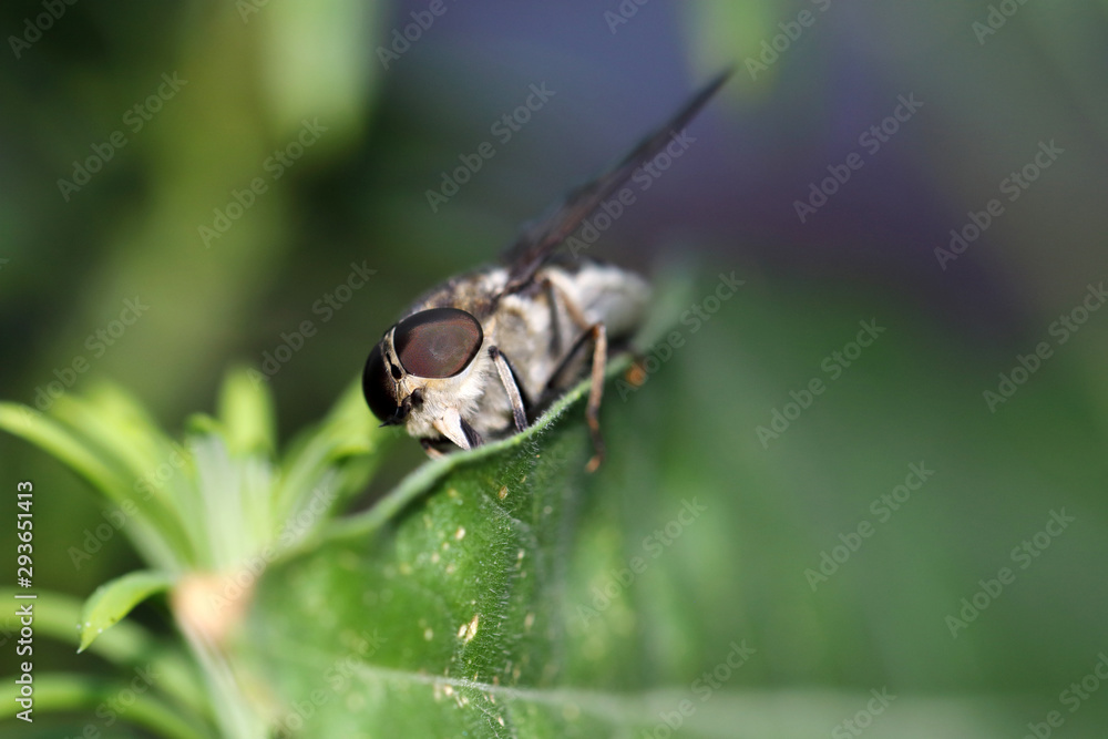 The horse-fly is a fly from the Tabanidae family The horse-fly is a fly from the Tabanidae family
