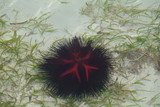 Spiky anemone