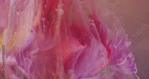 Macro video of Exotic  Flowers, Covered in Pollen on the Black Background. Closeup. Bouquet