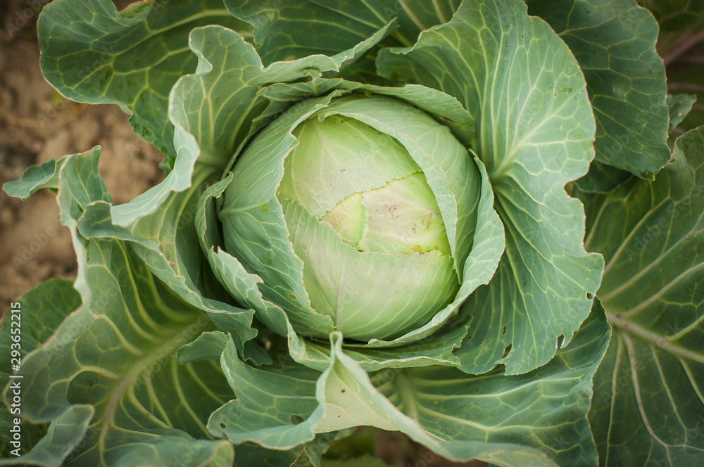 Fototapeta premium Beautiful bright and juicy green white cabbage growing. View from above.
