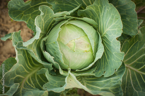 Wall Mural Beautiful bright and juicy green white cabbage growing