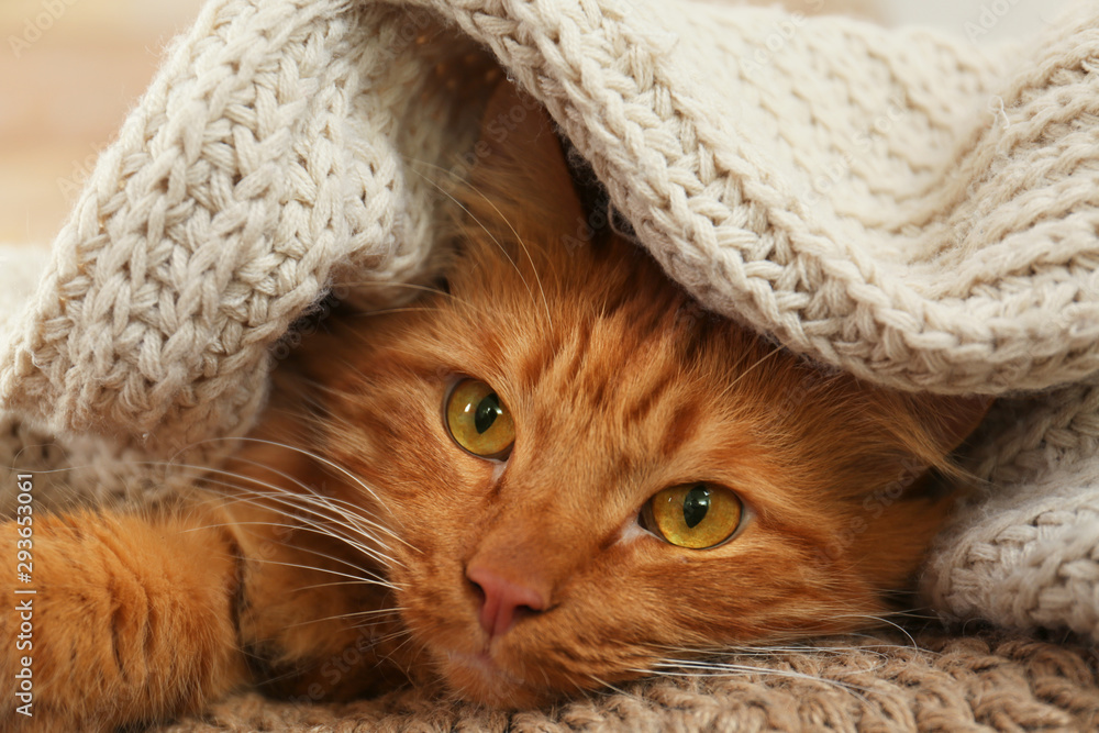 Adorable ginger cat under plaid at home. Cozy winter - obrazy, fototapety, plakaty 