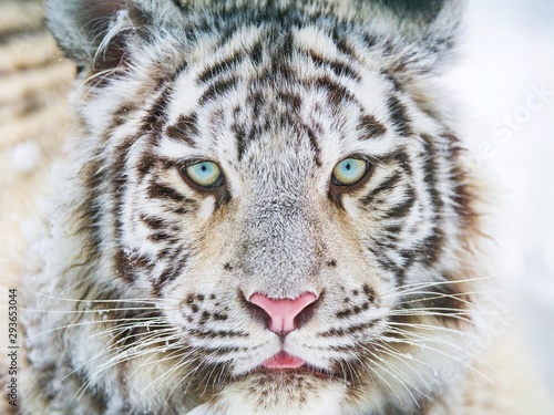 Fotografie, Obraz Close white tiger portrait