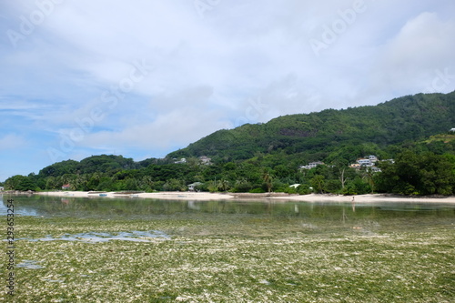 Grassy beach landscape photo