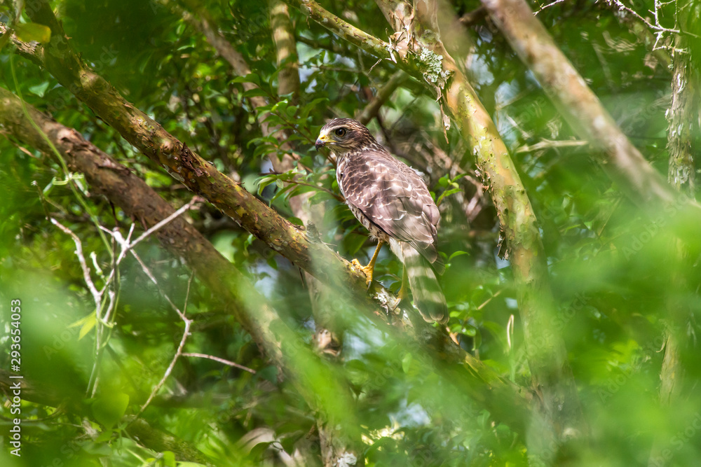 Roadside Hawk photographed in Santa Teresa, Espirito Santo, Southeast of Brazil. Atlantic Forest Biome. Picture made in 2013. Roadside Hawk photographed in Santa Teresa, Espirito Santo, Southeast of Brazil. Atlantic Forest Biome. Picture made in 2013.