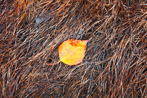 фотографія Single wet autumn birchen leaf in dark deep brown tones grass