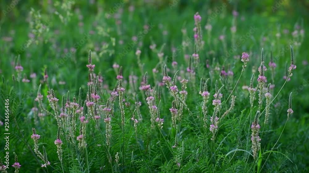 Beautiful wild field grass with pink flowers