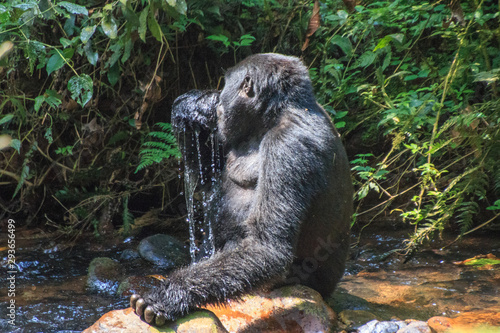 Slika na platnu Trinking Gorilla at  Tracking in Uganda Biwindi NP