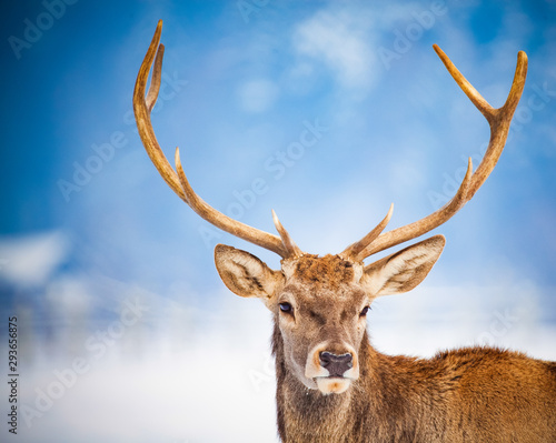 noble deer male in winter snow