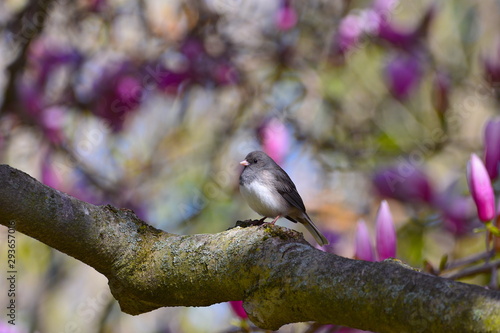 Dark Eyed Junco on Magnolia Tree Branch