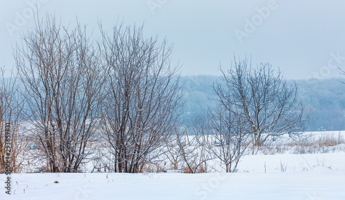Bare trees on a background of winter snowy forest_