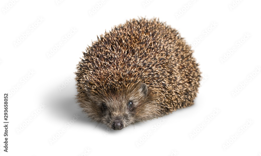 Hedgehog. Hedgehog.