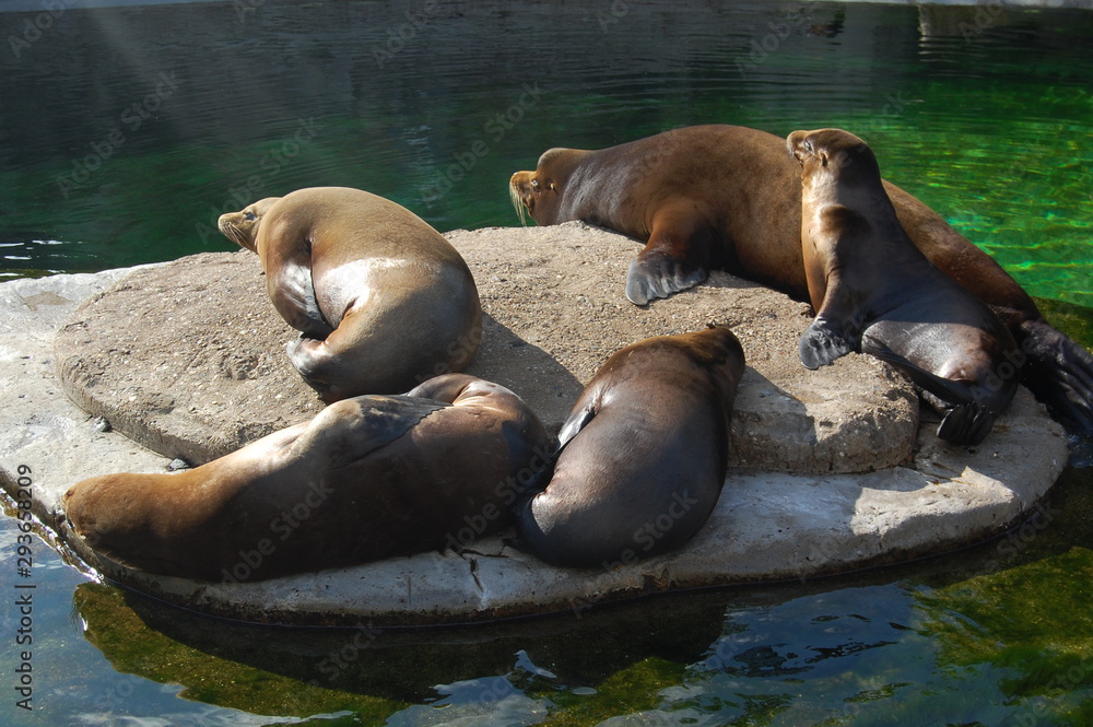Fototapeta premium Seals resting on the rocks in the sun.