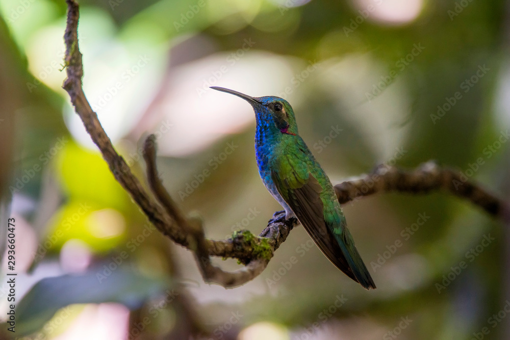 Fototapeta premium White vented Violetear photographed in Santa Teresa, Espirito Santo. Southeast of Brazil. Atlantic Forest Biome. Picture made in 2013.