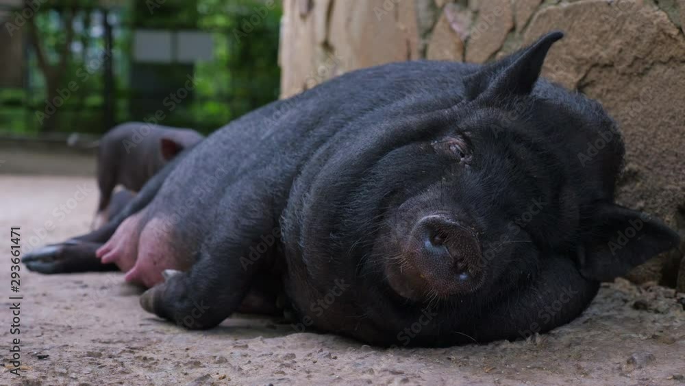 Black sow with little funny pigs on the farm. Cloae up. Black sow with little funny pigs on the farm. Cloae up.