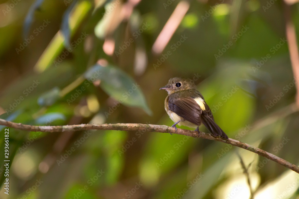 Whiskered Flycatcher photographed in Domingos Martins, Espirito Santo. Southeast of Brazil. Atlantic Forest Biome. Picture made in 2013. Whiskered Flycatcher photographed in Domingos Martins, Espirito Santo. Southeast of Brazil. Atlantic Forest Biome. Picture made in 2013.