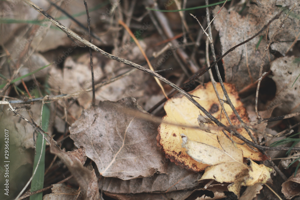 Fototapeta premium dry leafs on the ground