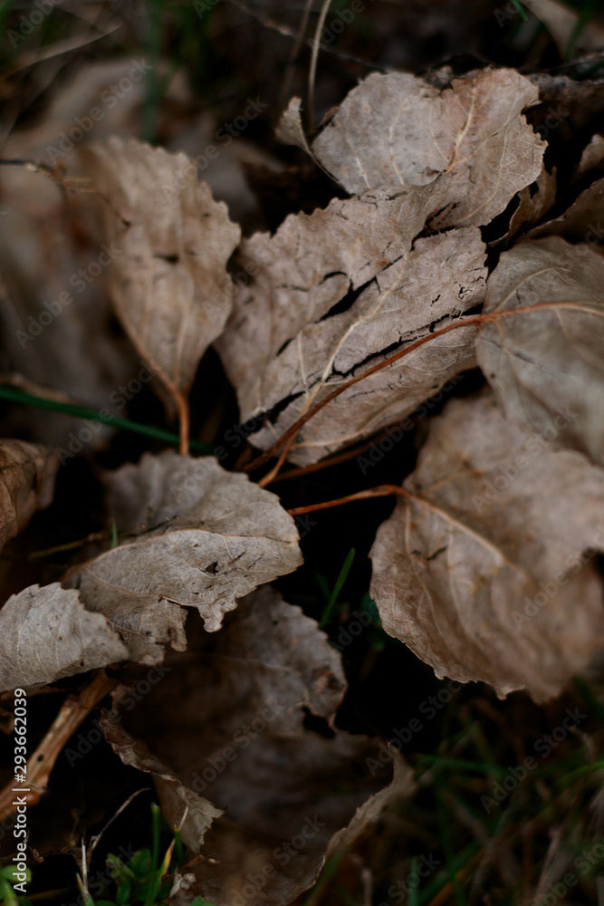 dry leafs on the ground dry leafs on the ground