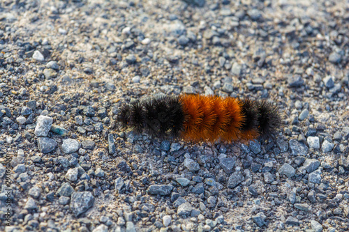 Banded Woolly Bear Caterpillar photo