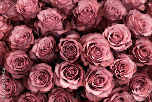 Duży bukiet świeżych różowych róż w bukiecie z bliska tekstury tła