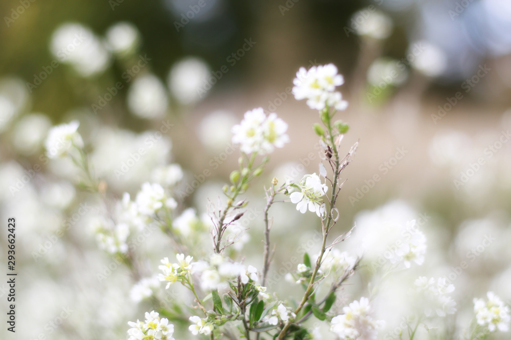 background of small white summer flowers background of small white summer flowers