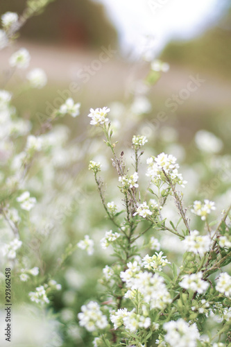 Fototapeta Naklejka Na Ścianę i Meble -  background of small white summer flowers