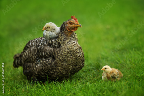 Hen with chicks in a meadow